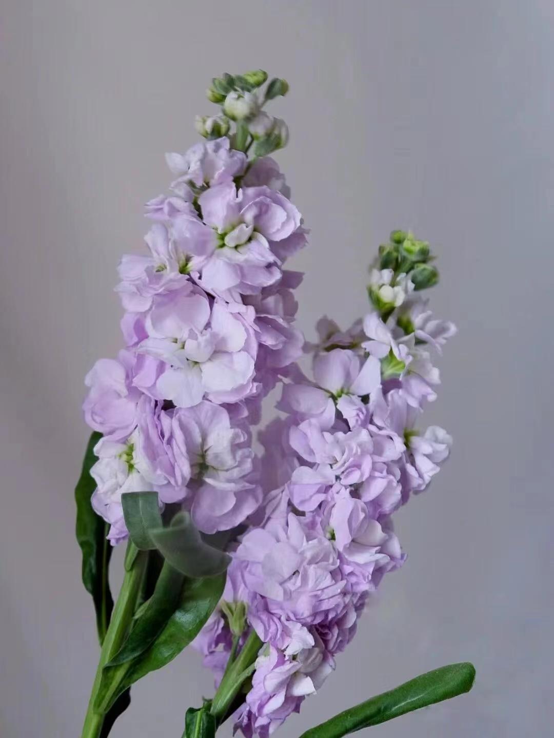 Light purple Violet Light purple Violet