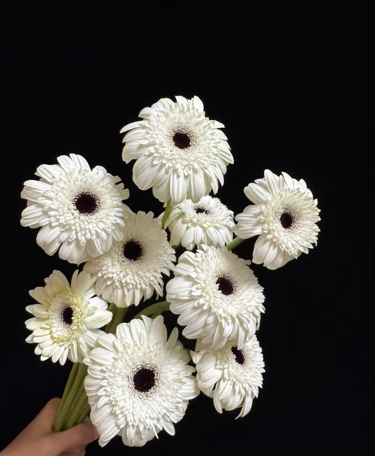 Standard chrysanthemum Yili Gerbera Standard chrysanthemum Yili Gerbera