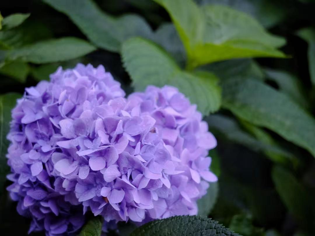 Purple single hydrangea Purple single hydrangea