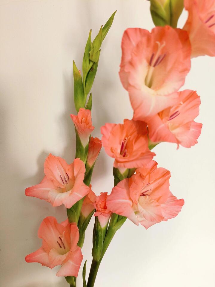 Pink Gladiolus Pink Gladiolus