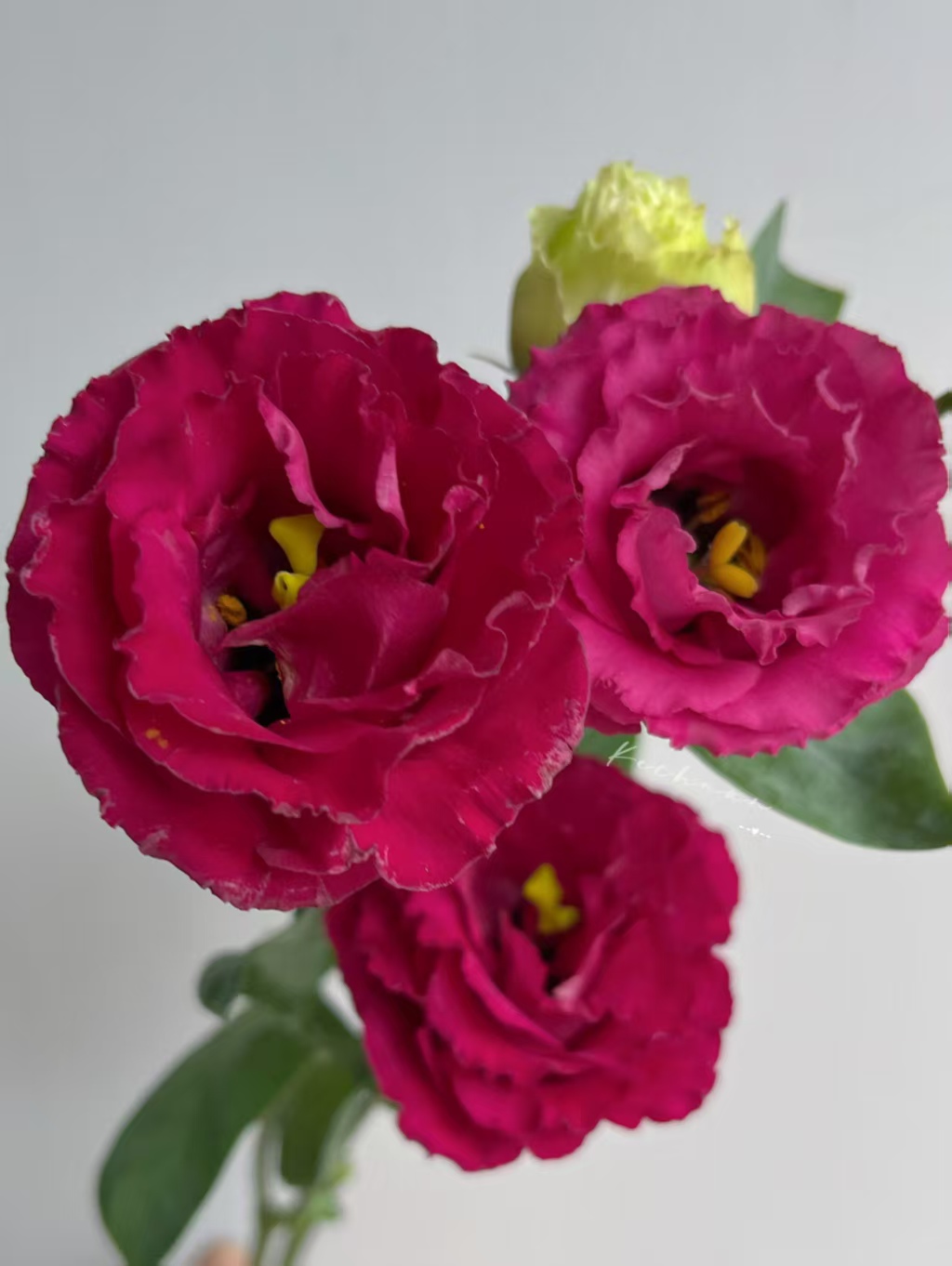 Wine-red Lisianthus Wine-red Lisianthus