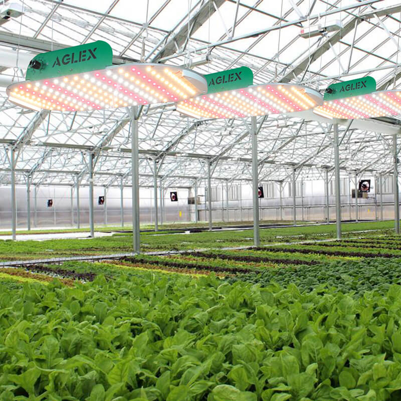 veg led grow light grandes resultados veg led grow light big results