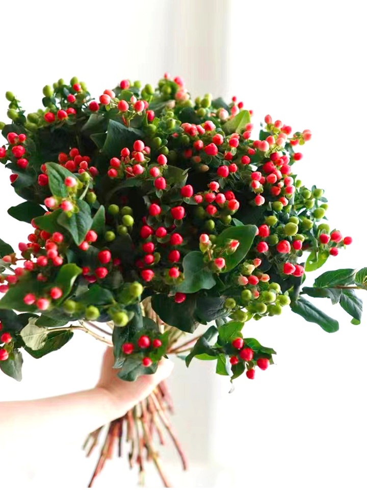 Hypericum Hypericum
