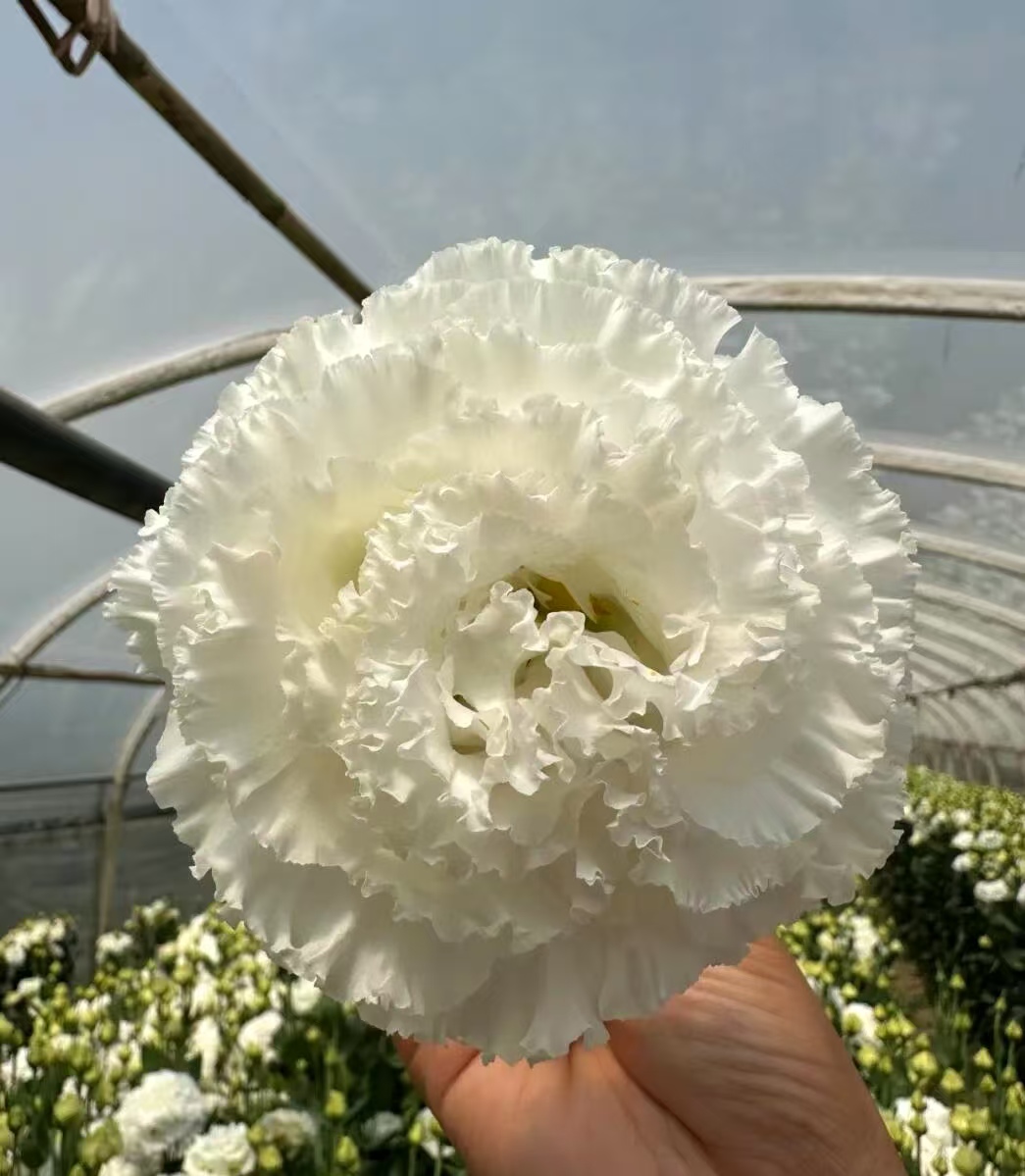 White Wave Lisianthus White Wave Lisianthus