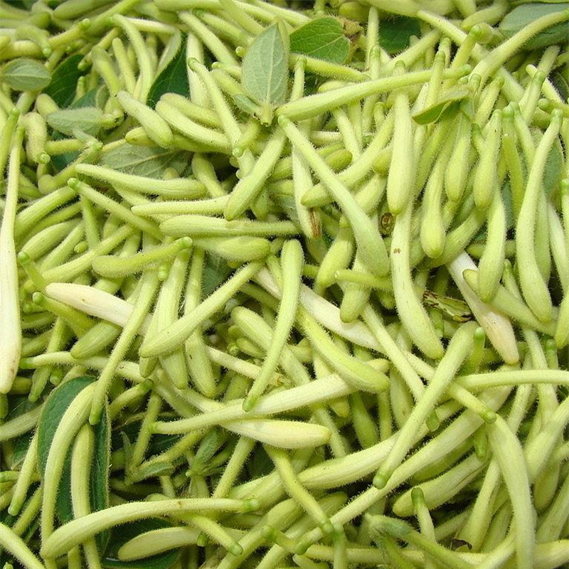 honeysuckle honeysuckle