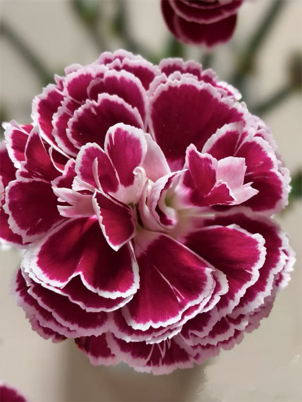 Spray carnation Butterfly Spray carnation Butterfly