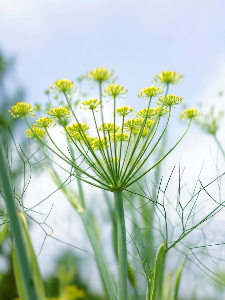 Fennel flower Fennel flower