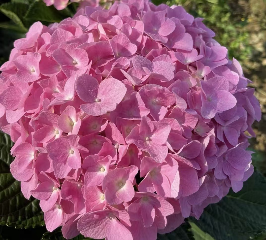 Sea pink single hydrangea Sea pink single hydrangea