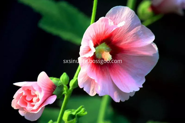 Hollyhock Extract Hollyhock Extract