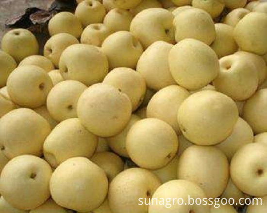 Fresh Quality Snow Pear