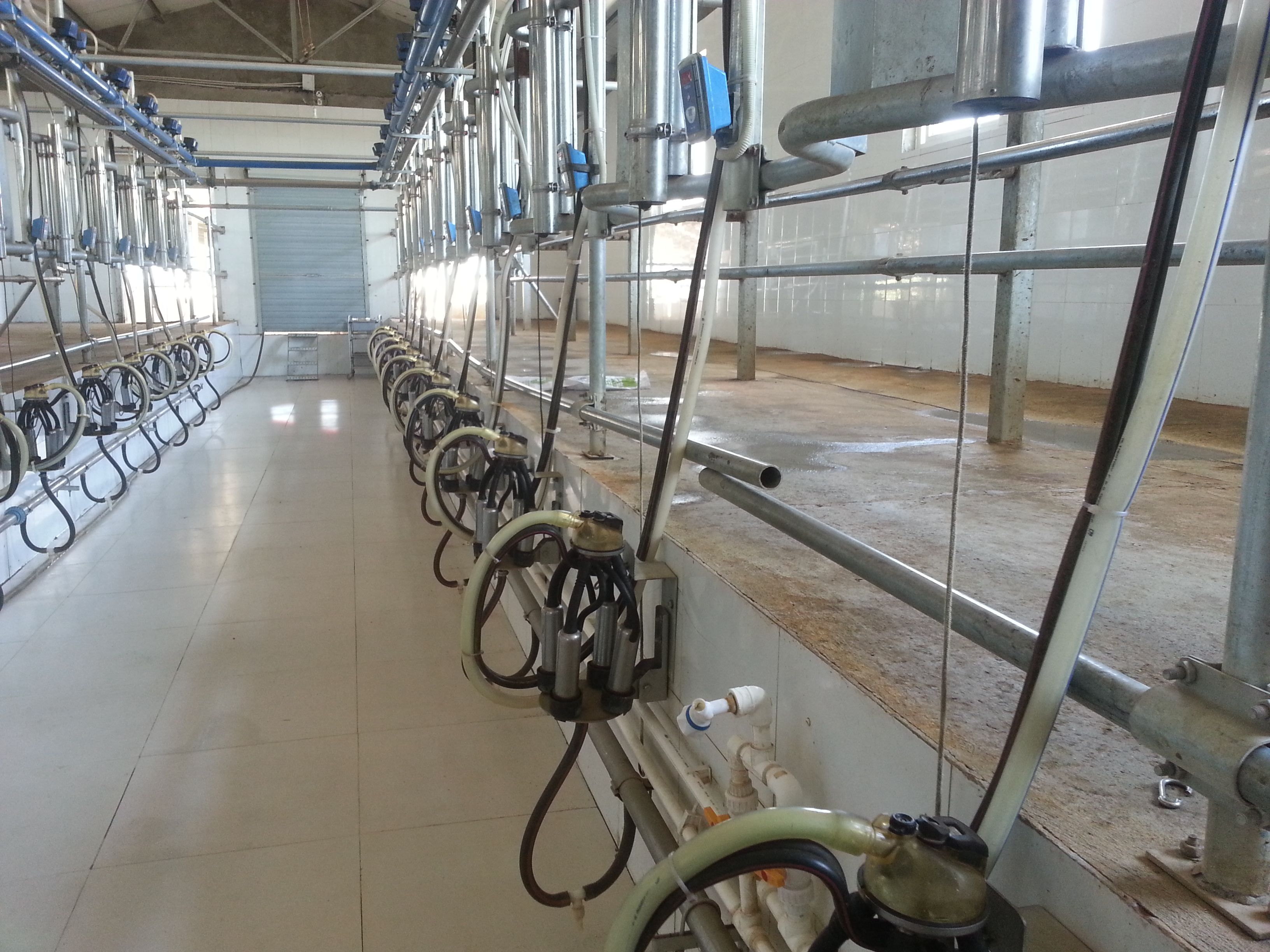 milking parlor