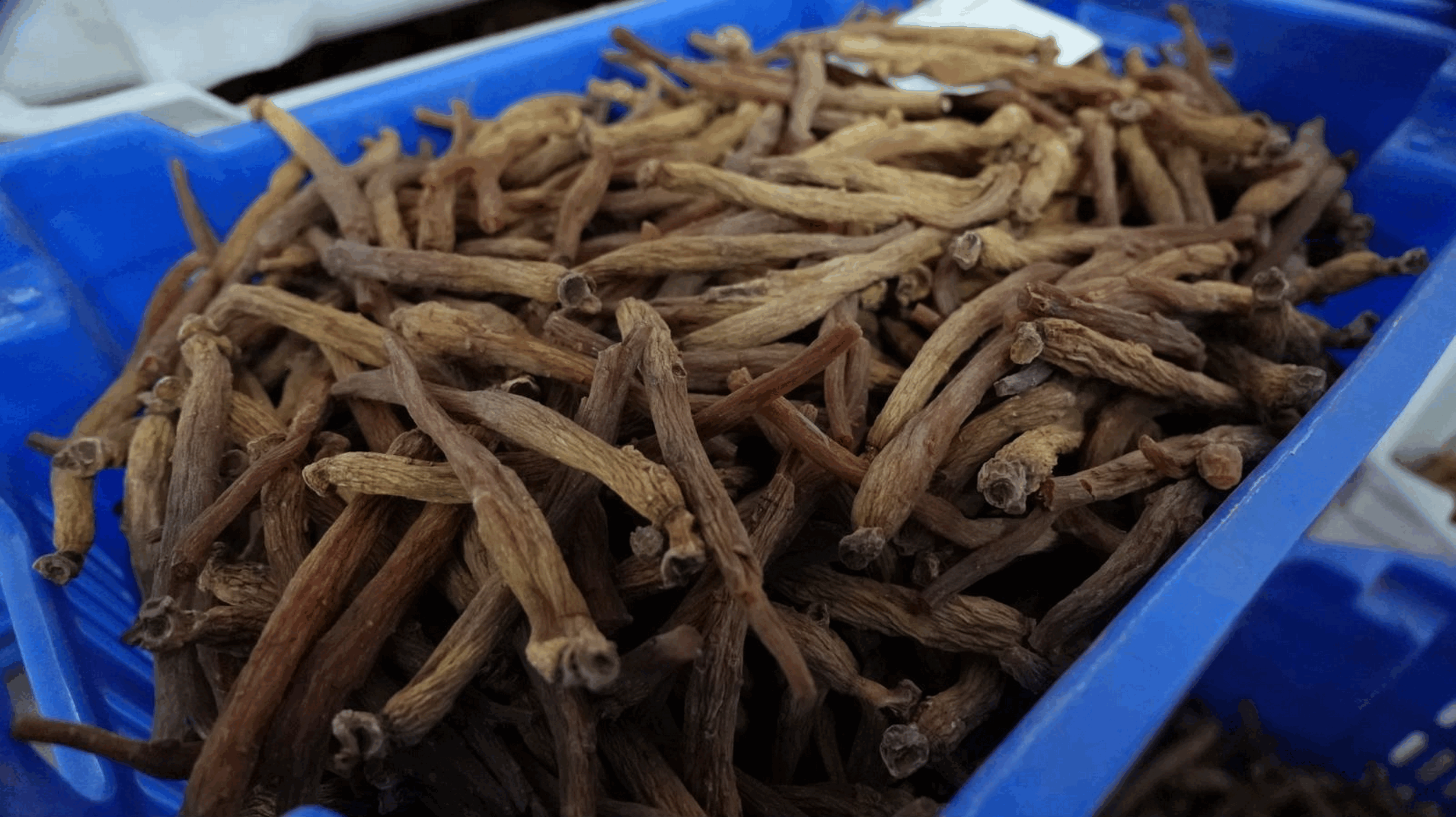 Korean Red Ginseng Contraindications Korean Red Ginseng Contraindications