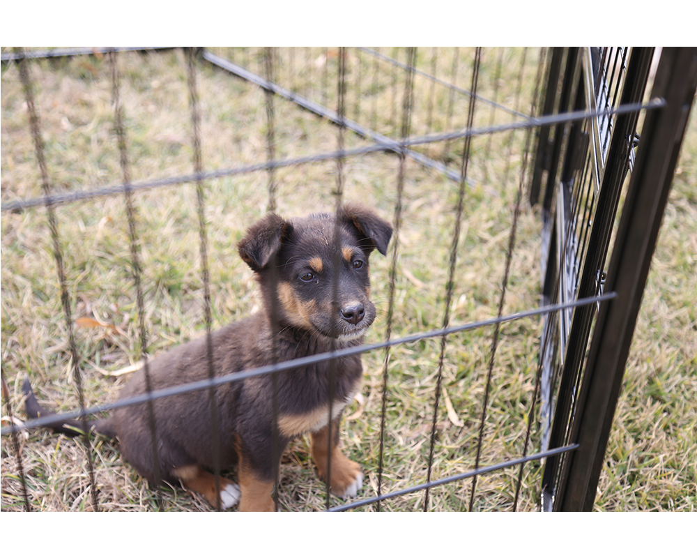 Parque plegable para perros Folding Dog Playpen