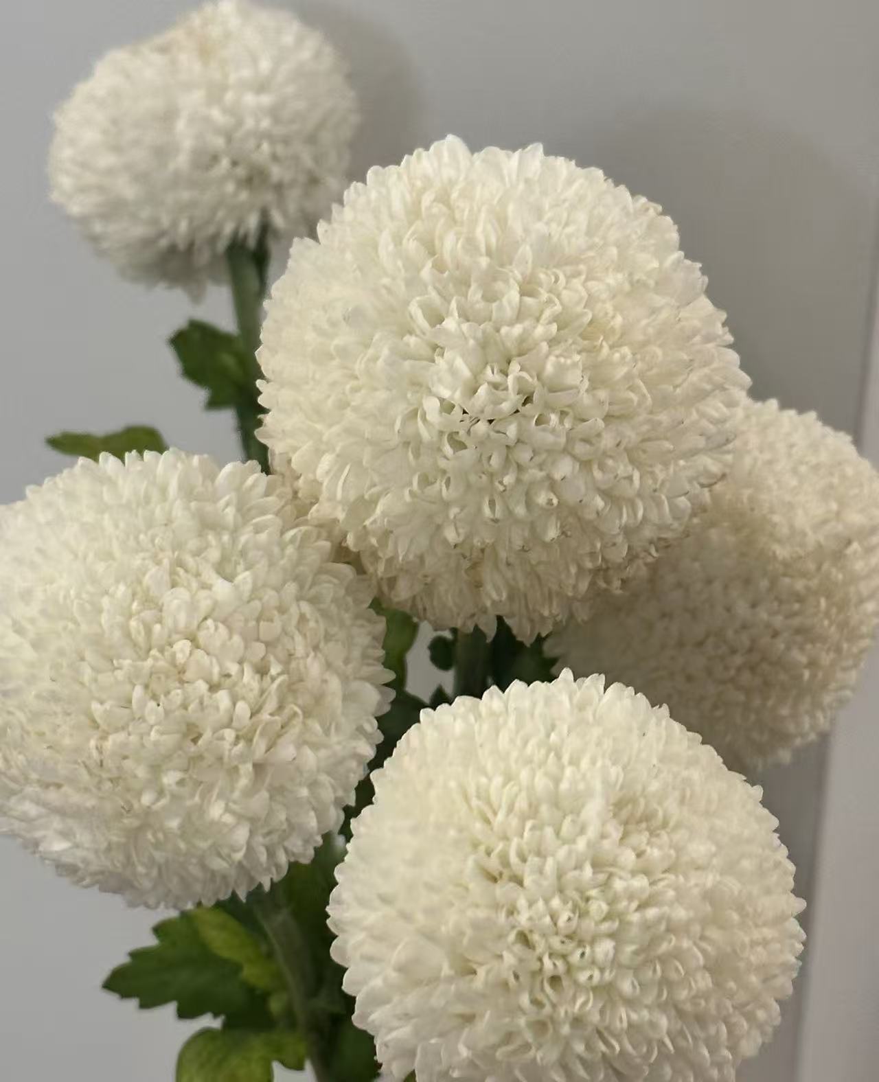 Standard white chrysanthemum Ping-pong Standard white chrysanthemum Ping-pong
