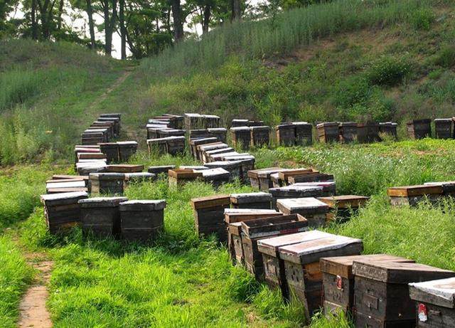 Honey extract Honey extract
