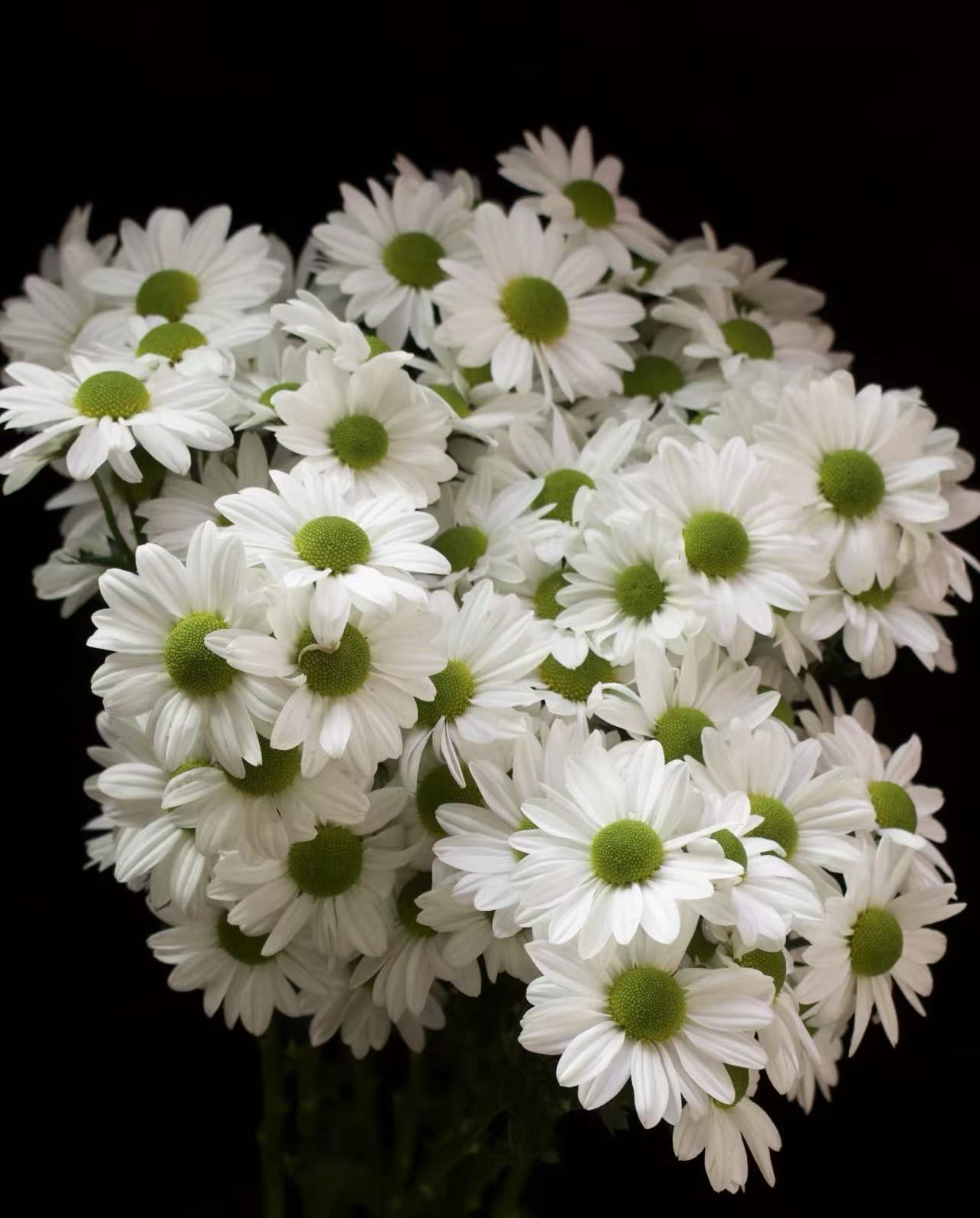Salmon and small white chrysanthemum Salmon and small white chrysanthemum