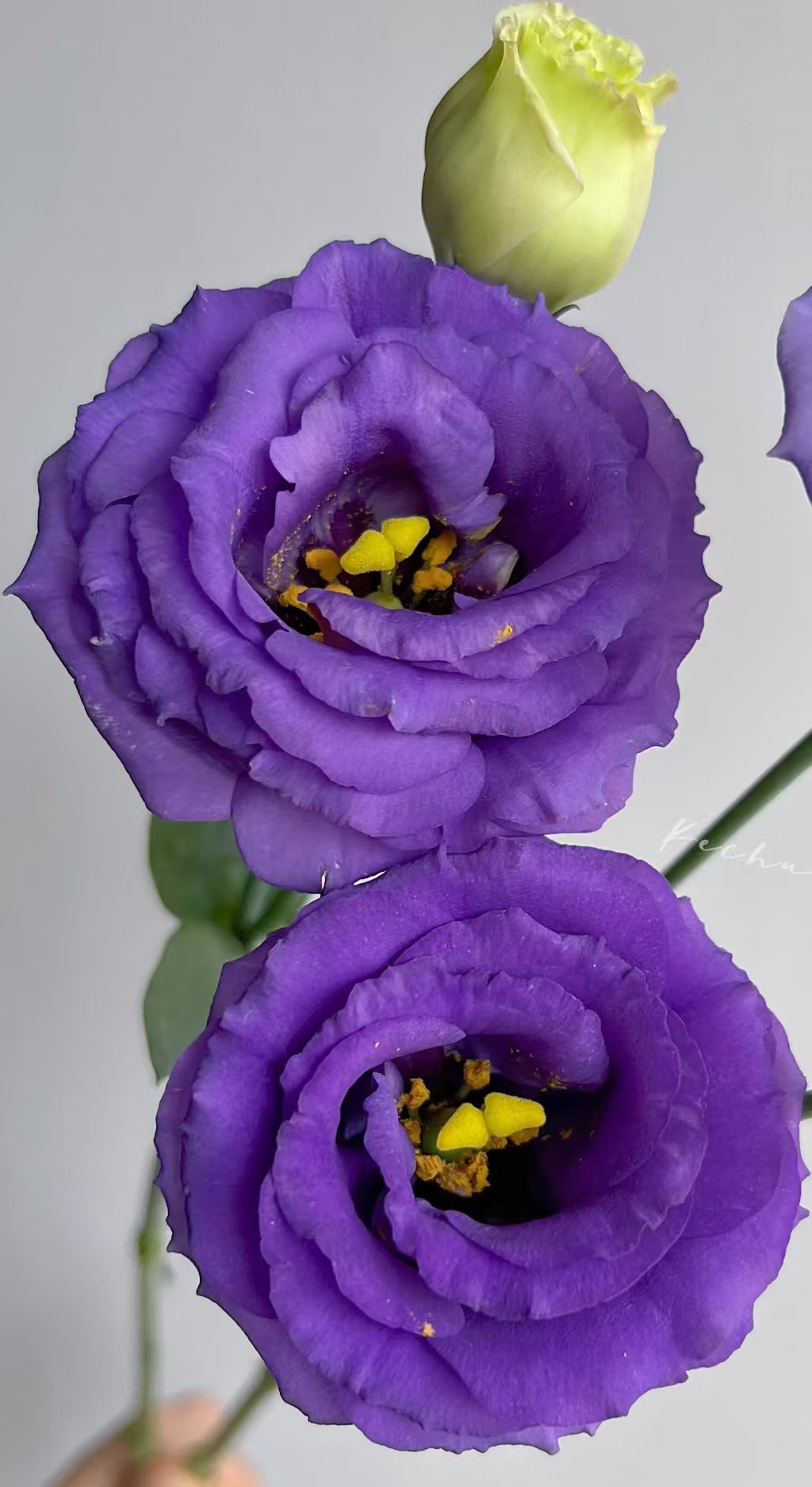 Purple Lisianthus Purple Lisianthus