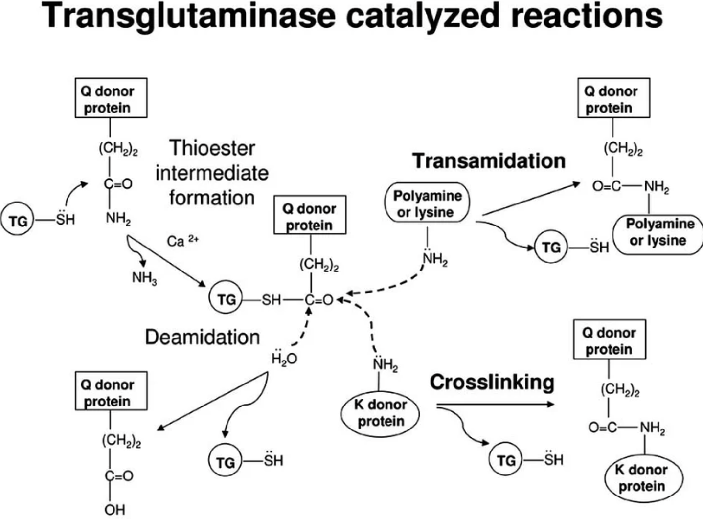 Microbial Transglutaminase Enzyme Microbial Transglutaminase Enzyme
