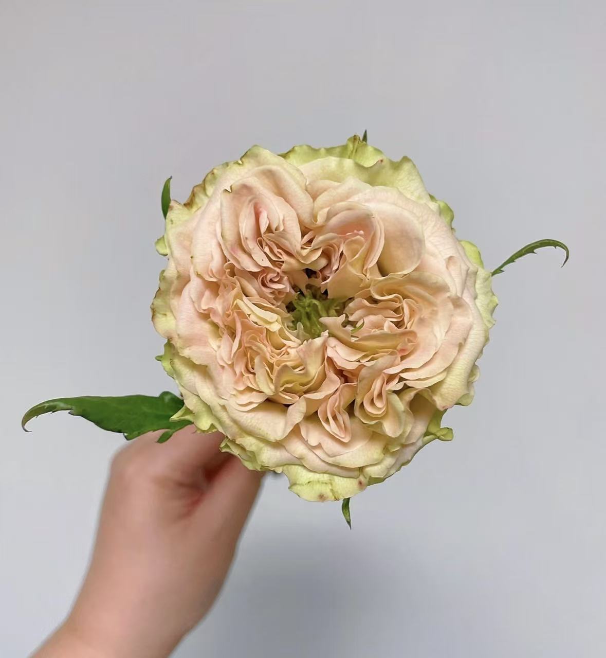 Shangguan Wan'er Rose Shangguan Wan'er Rose