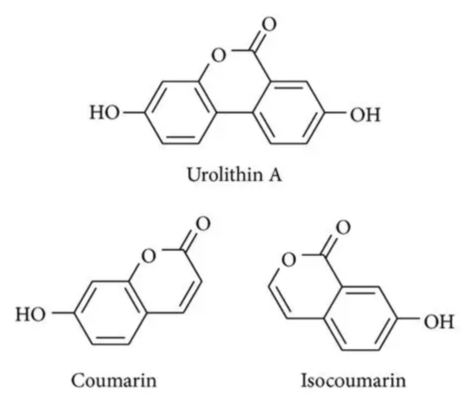 Urolithin A Supplement Ingredient Urolithin A Supplement Ingredient