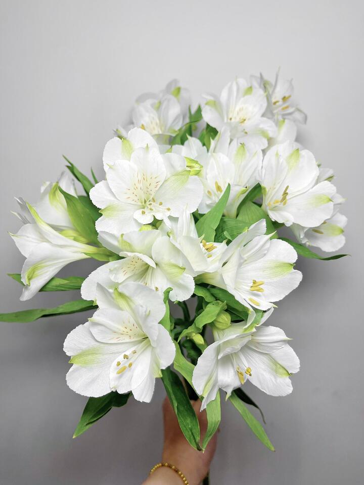 White Alstroemeria White Alstroemeria
