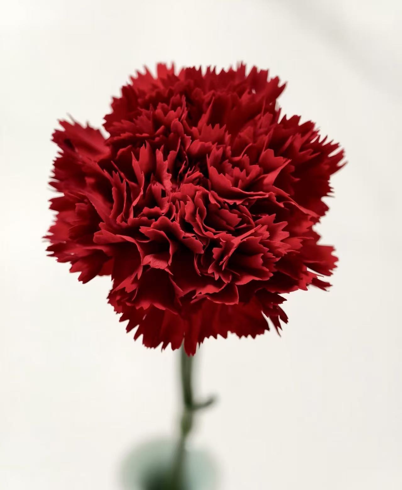 Single-headed Red carnation Single-headed Red carnation