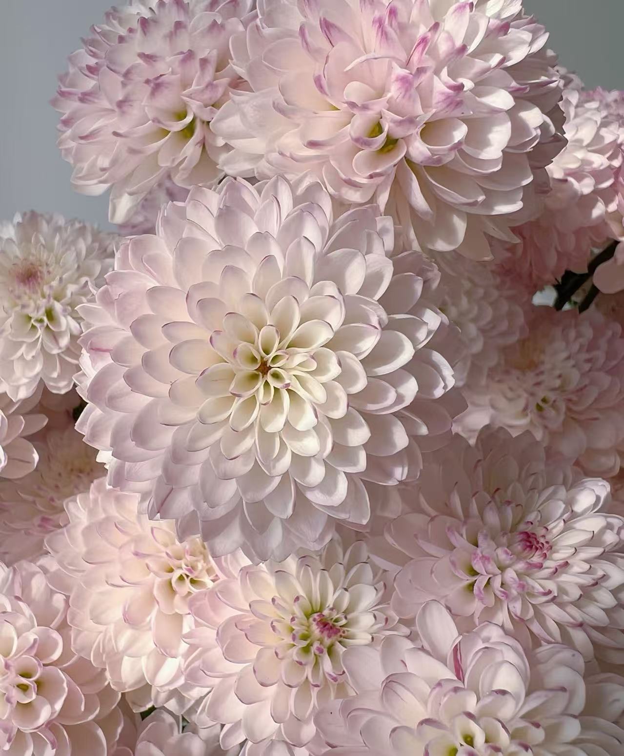 Matisse pink chrysanthemum4 Matisse pink chrysanthemum4
