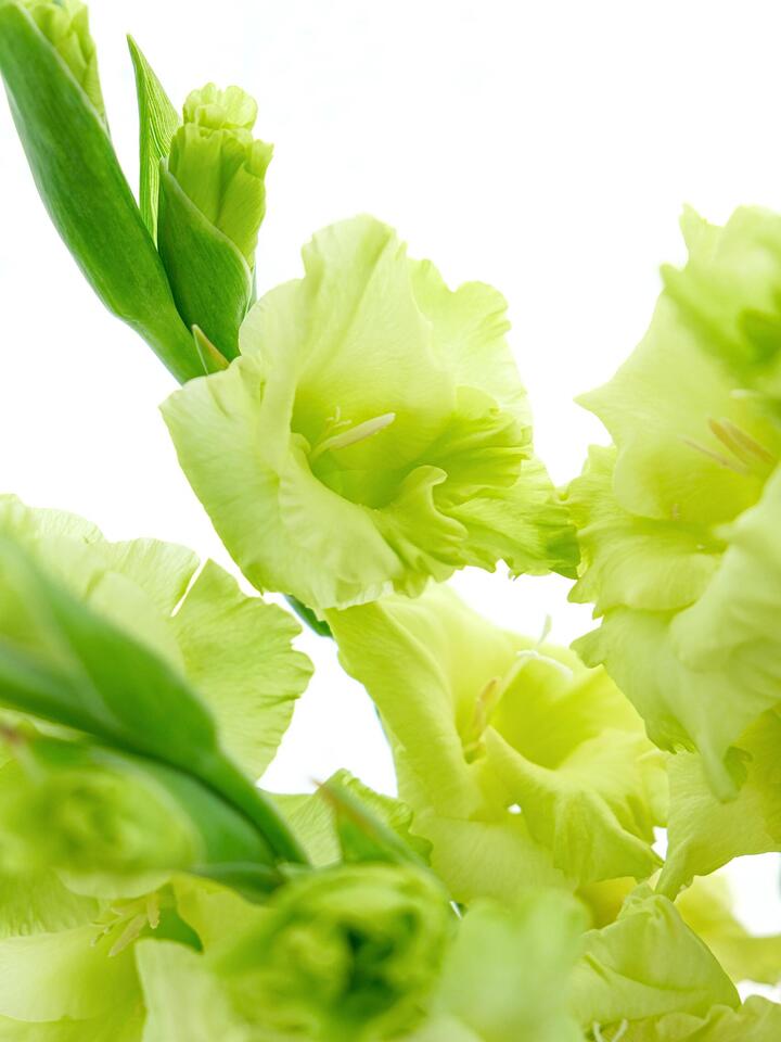 Green Gladiolus Green Gladiolus