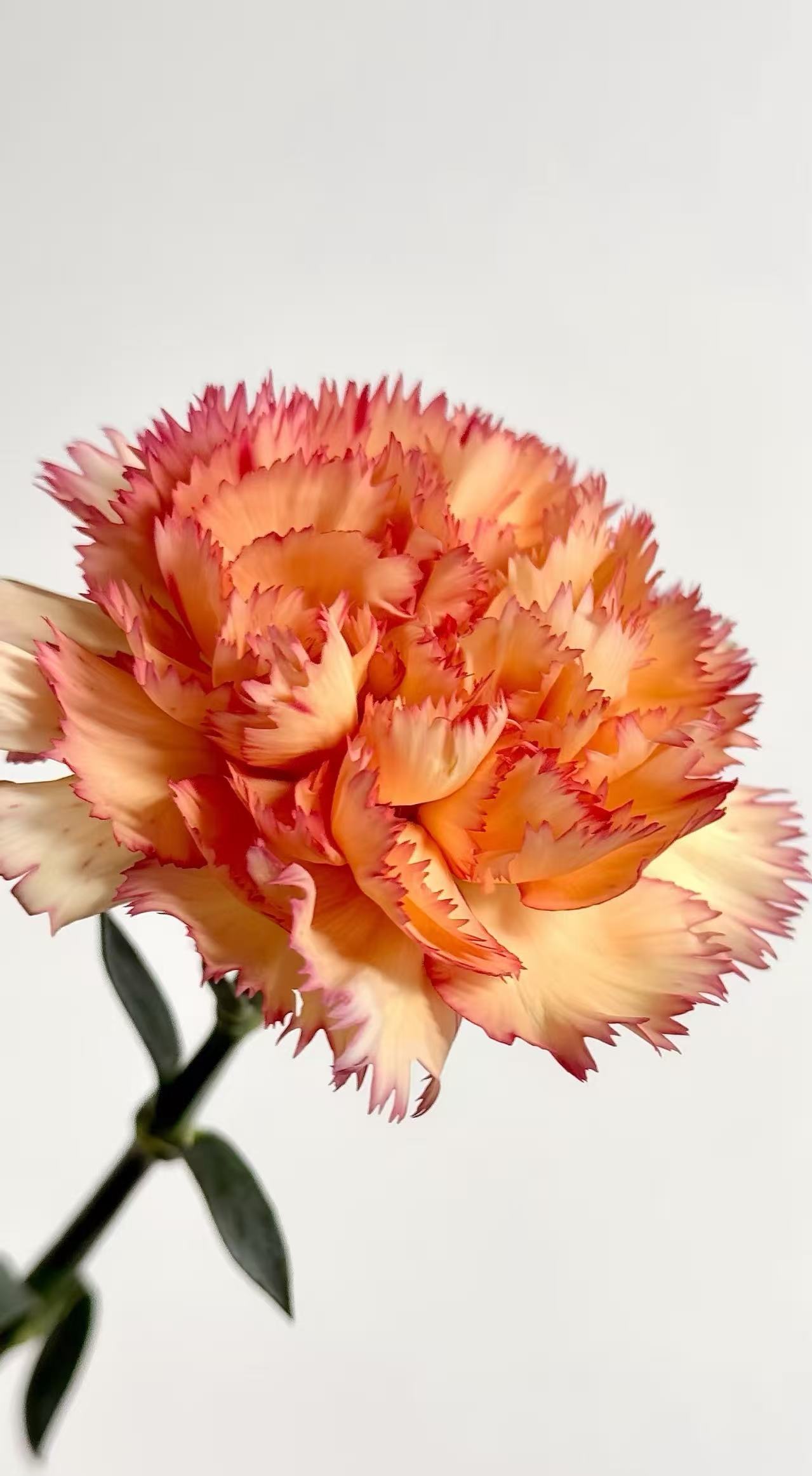 Single-headed Carnation Carnival1 Single-headed Carnation Carnival1