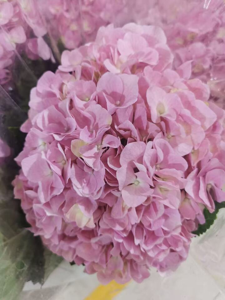Light pink single hydrangea Light pink single hydrangea