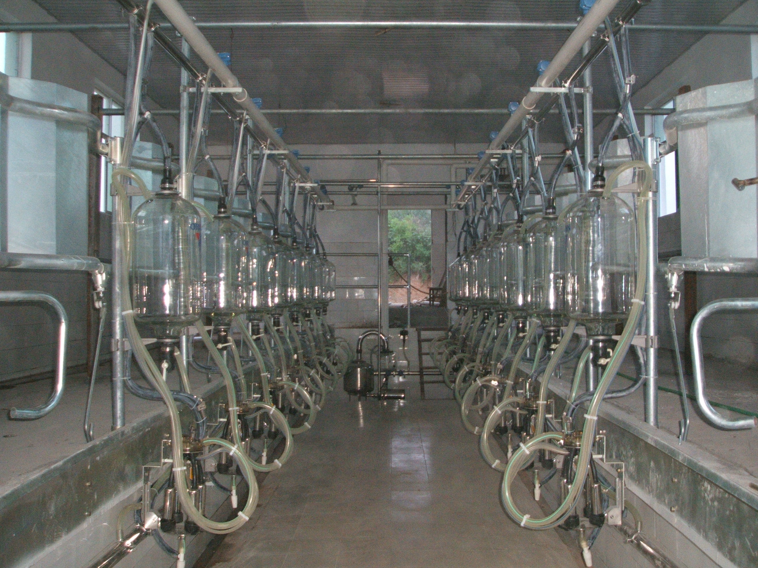 milking parlor