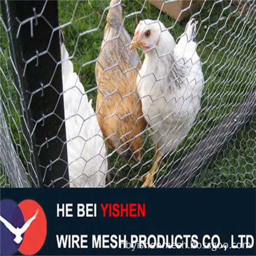chickenfence1