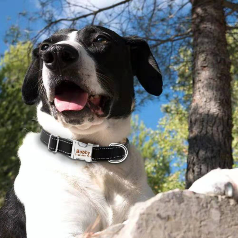 Dog Collar Designer Dog Collar Designer