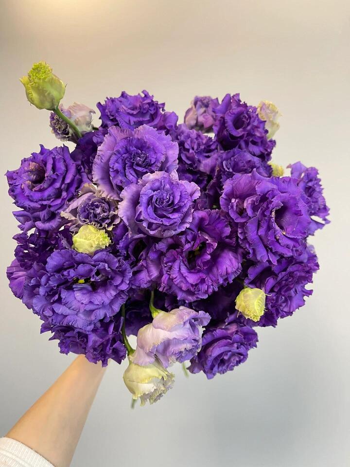 Wave Dark Purple Lisianthus Wave Dark Purple Lisianthus
