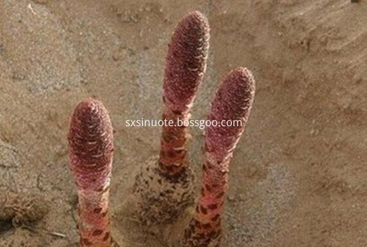 Cynomorium Extract Powder Cynomorium Extract Powder