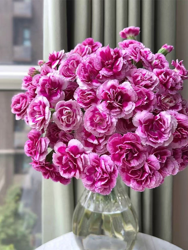 Spray carnation the prince of fashion1 Spray carnation the prince of fashion1