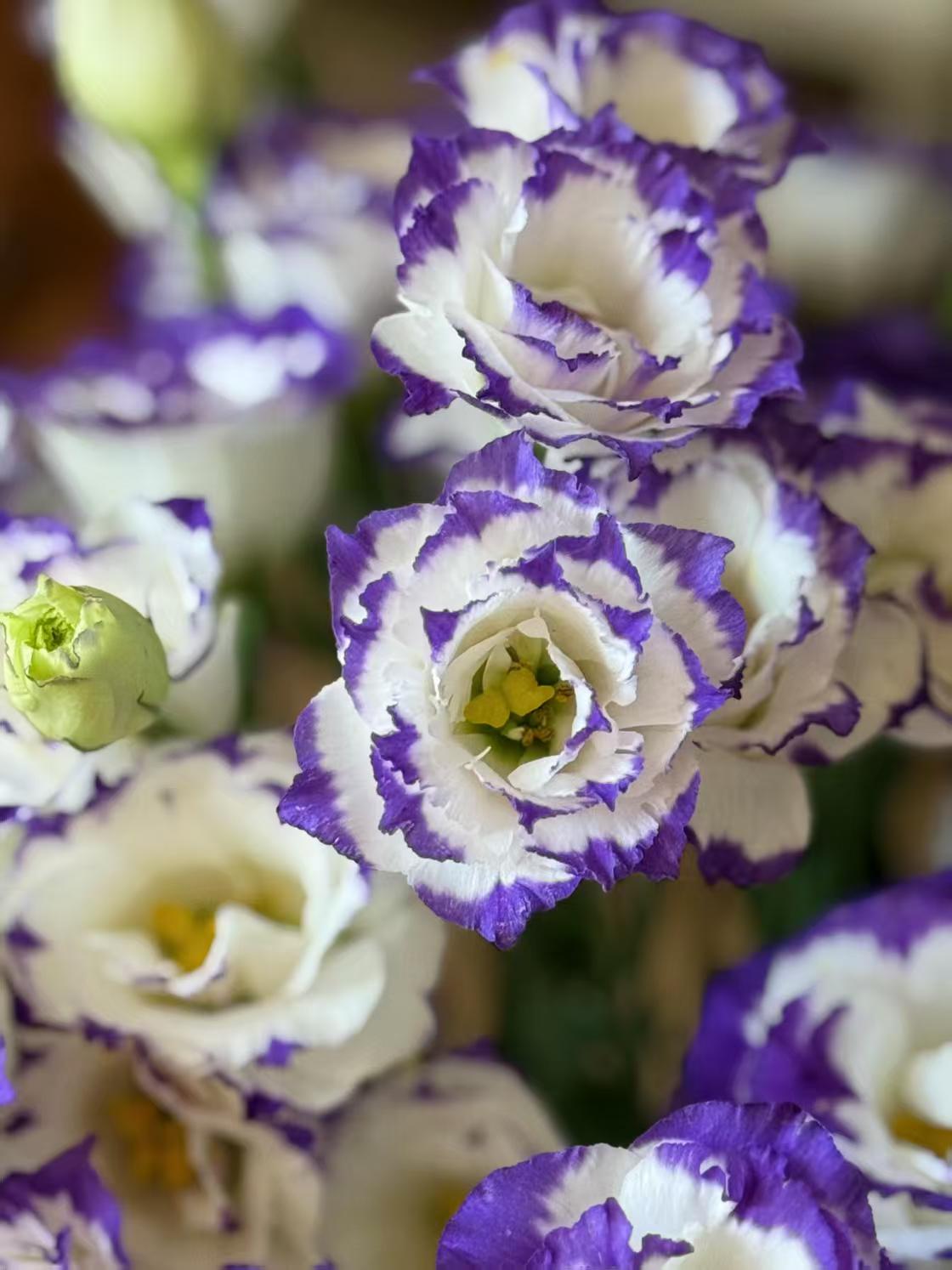Purple-edged Lisianthus Purple-edged Lisianthus