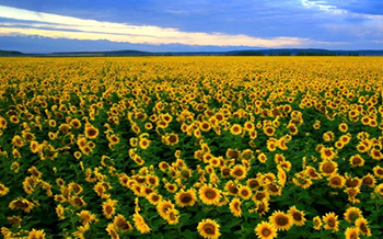 Sunflower oil processing