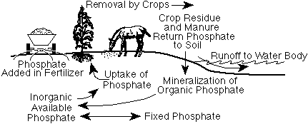 Dosslve organic phosphate