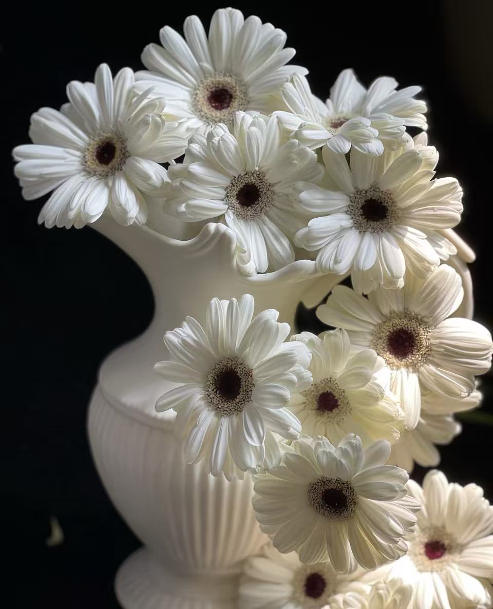 Standard white chrysanthemum Snoopy Gerbera Standard white chrysanthemum Snoopy Gerbera