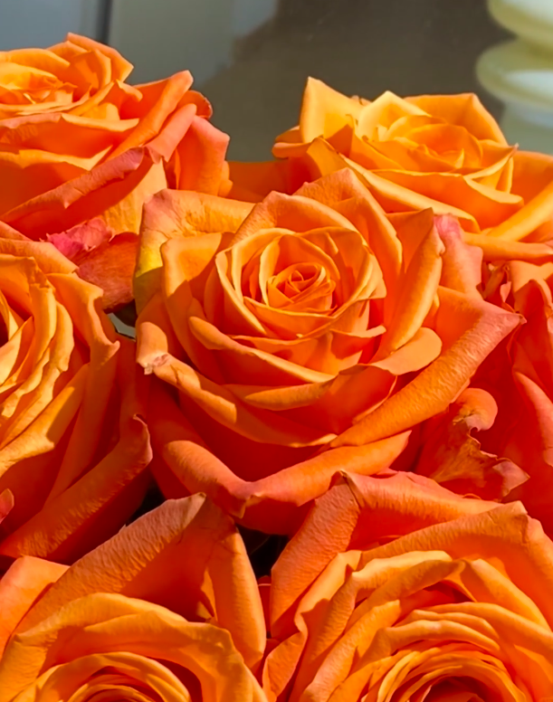 Kings Day Rose Kings Day Rose