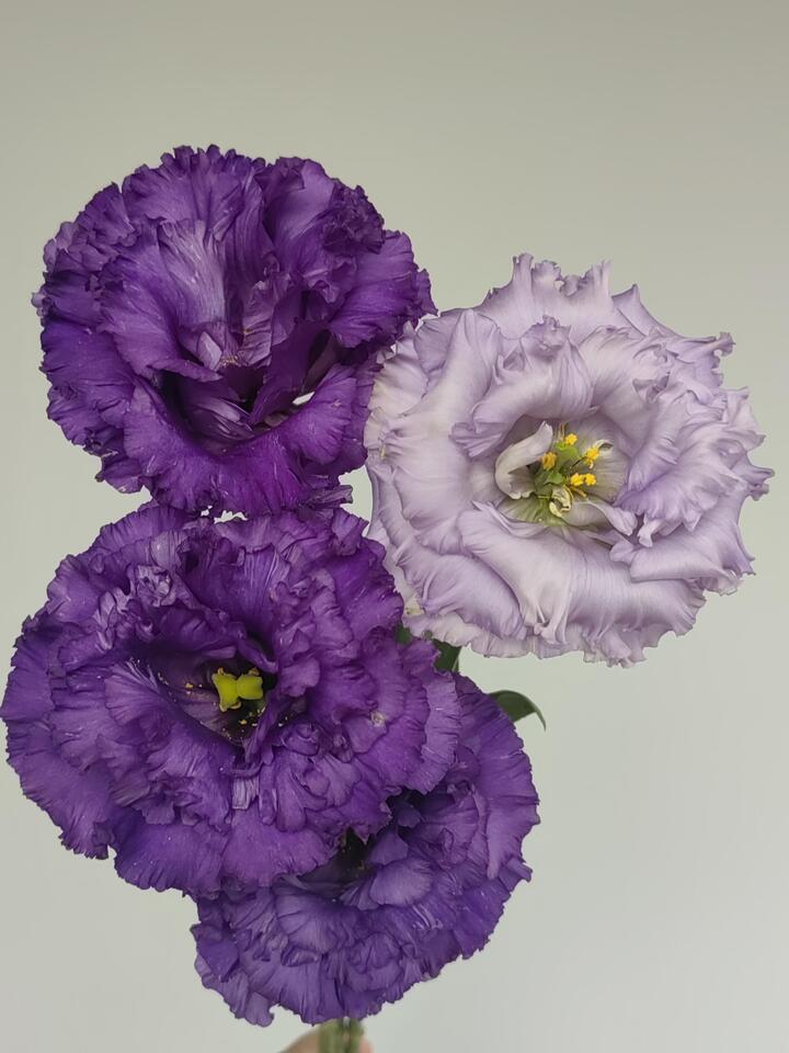 Wave Dark Purple Lisianthus Wave Dark Purple Lisianthus