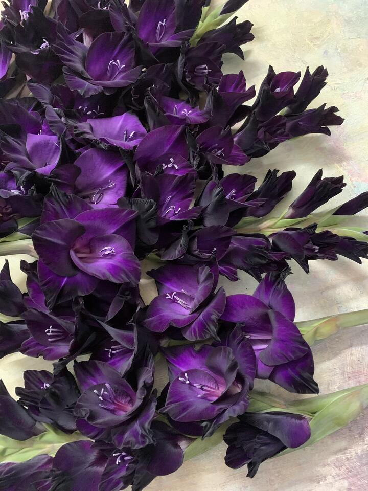 Purple black Gladiolus Purple black Gladiolus