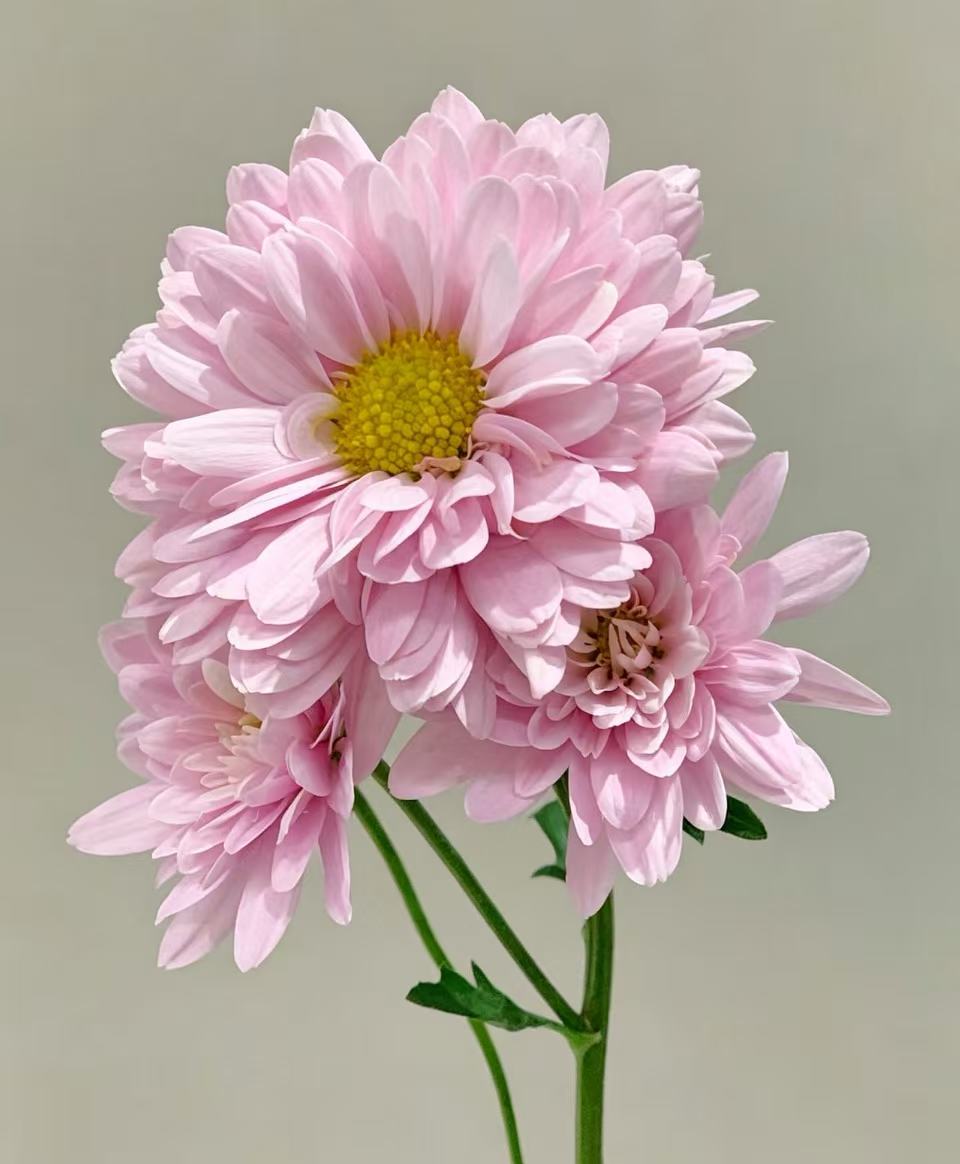 Seoul pink chrysanthemum Seoul pink chrysanthemum