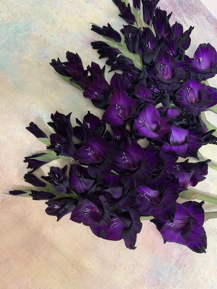 Purple black Gladiolus Purple black Gladiolus