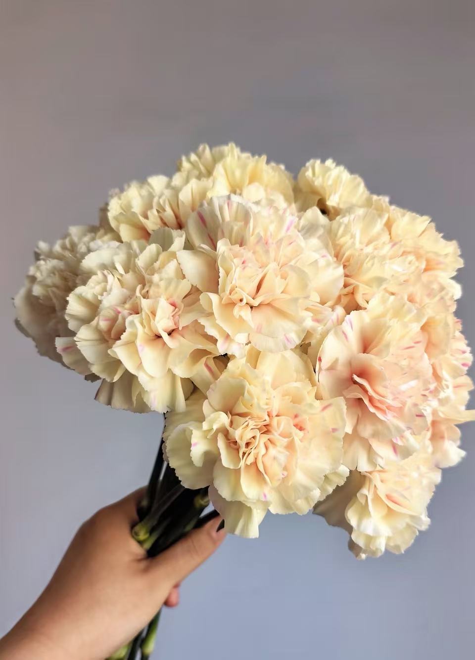 Single-headed Carnation first kiss Single-headed Carnation first kiss