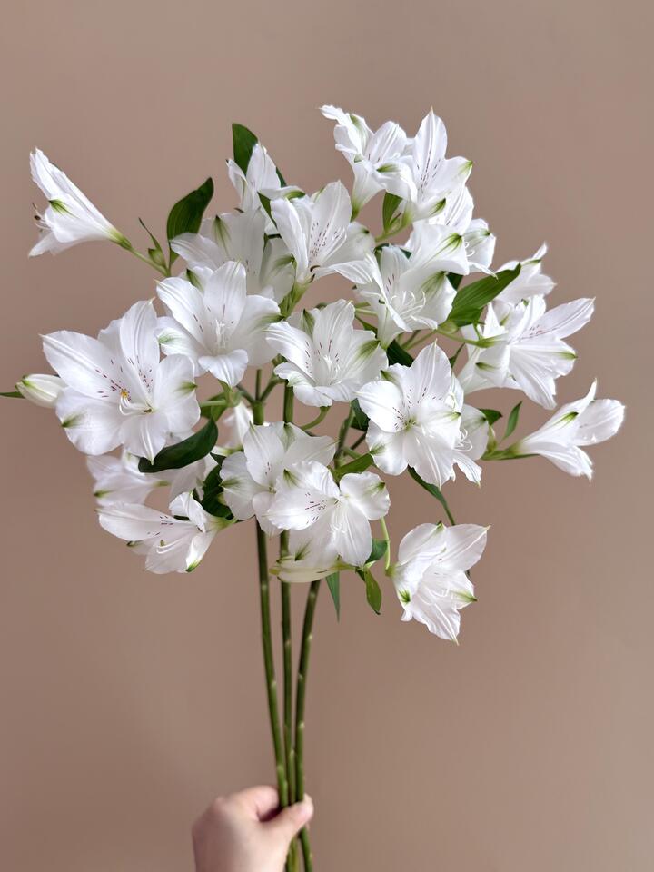 White Alstroemeria White Alstroemeria