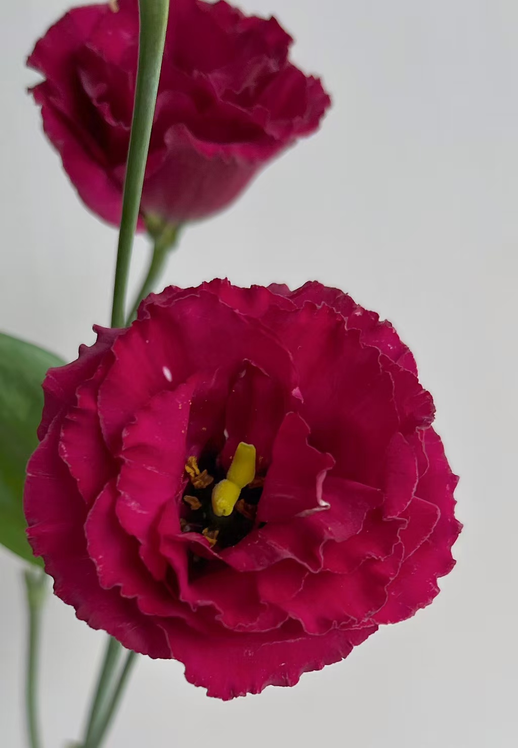 Wine-red Lisianthus Wine-red Lisianthus