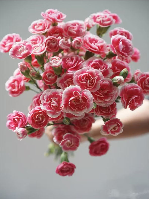 Spray carnation prince cherry4 Spray carnation prince cherry4