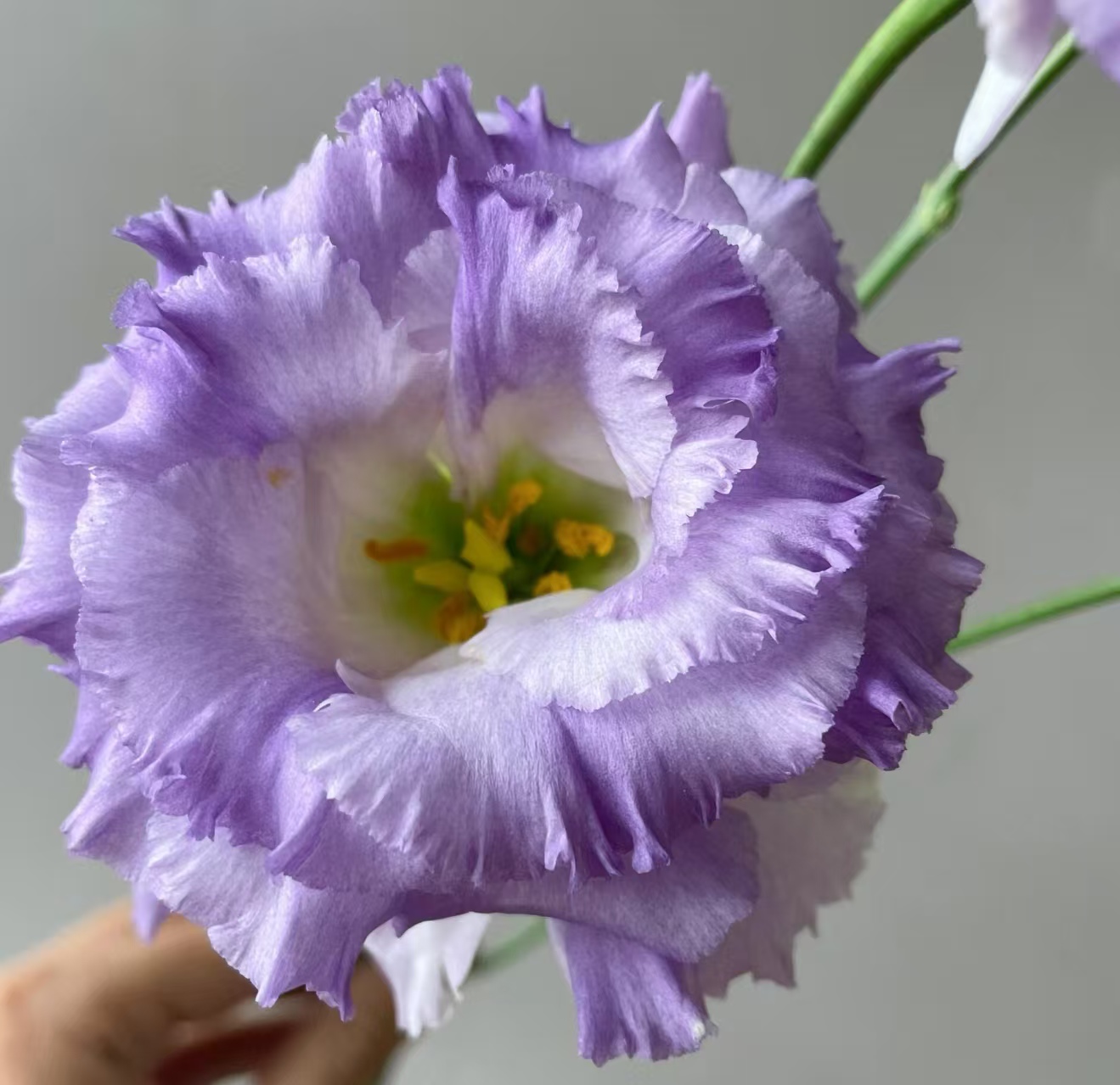 Dusty Gray Lisianthus Dusty Gray Lisianthus